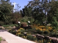 CDS-island-poppies-&-path03