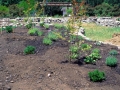 CDS-post-planting02