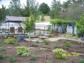 Marshall---First-planting-2010---2