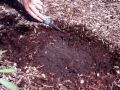 _Nystrom-bark-layer-before-planting-pit03